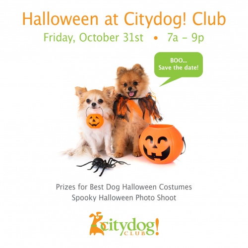 Halloween Party at Citydog! Club